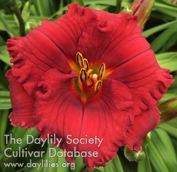 Daylily Little Heartbreaker